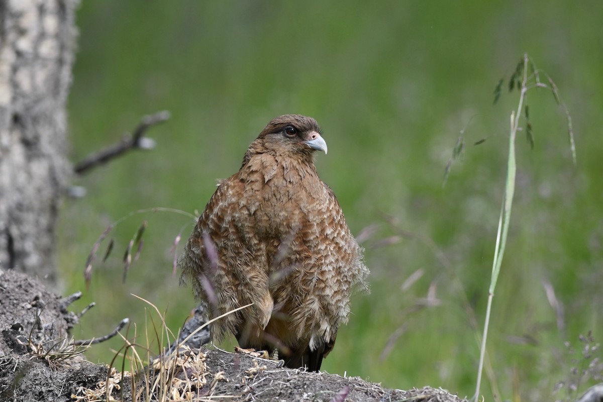 Chimango Caracara - ML616005178