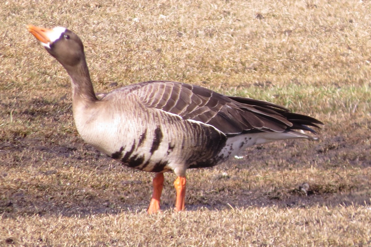 Greater White-fronted Goose - ML616005205