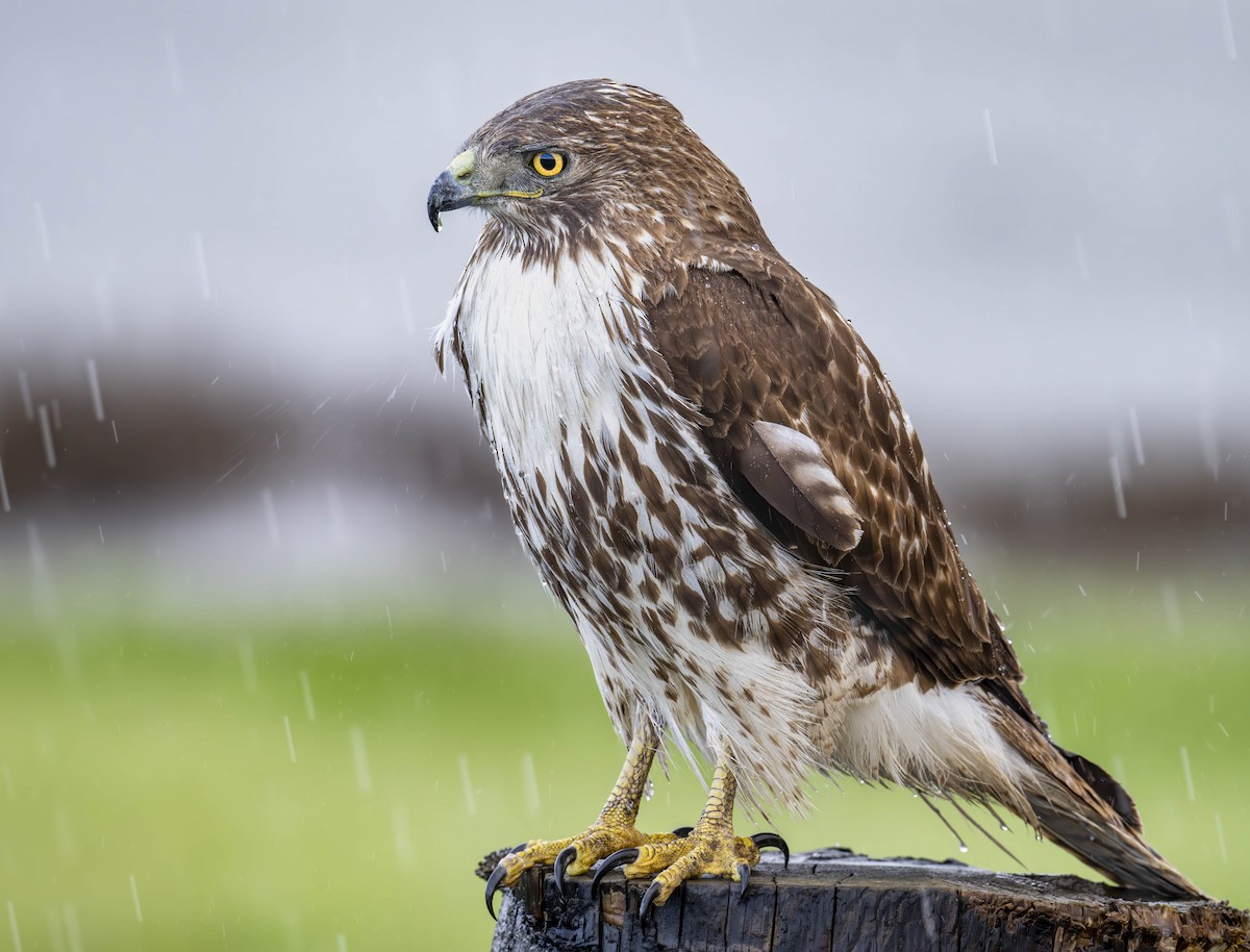 Red-tailed Hawk - ML616005246