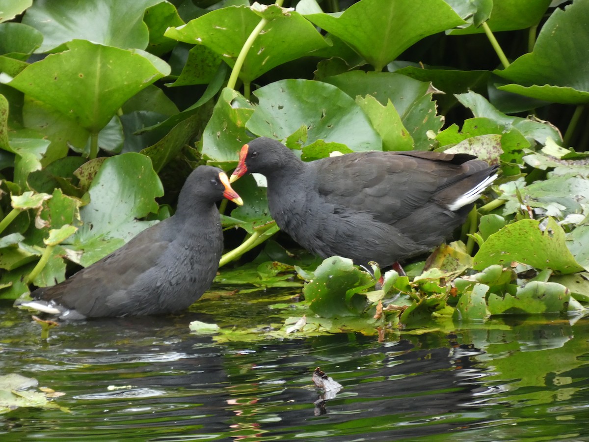 Dusky Moorhen - Eneko Azkue