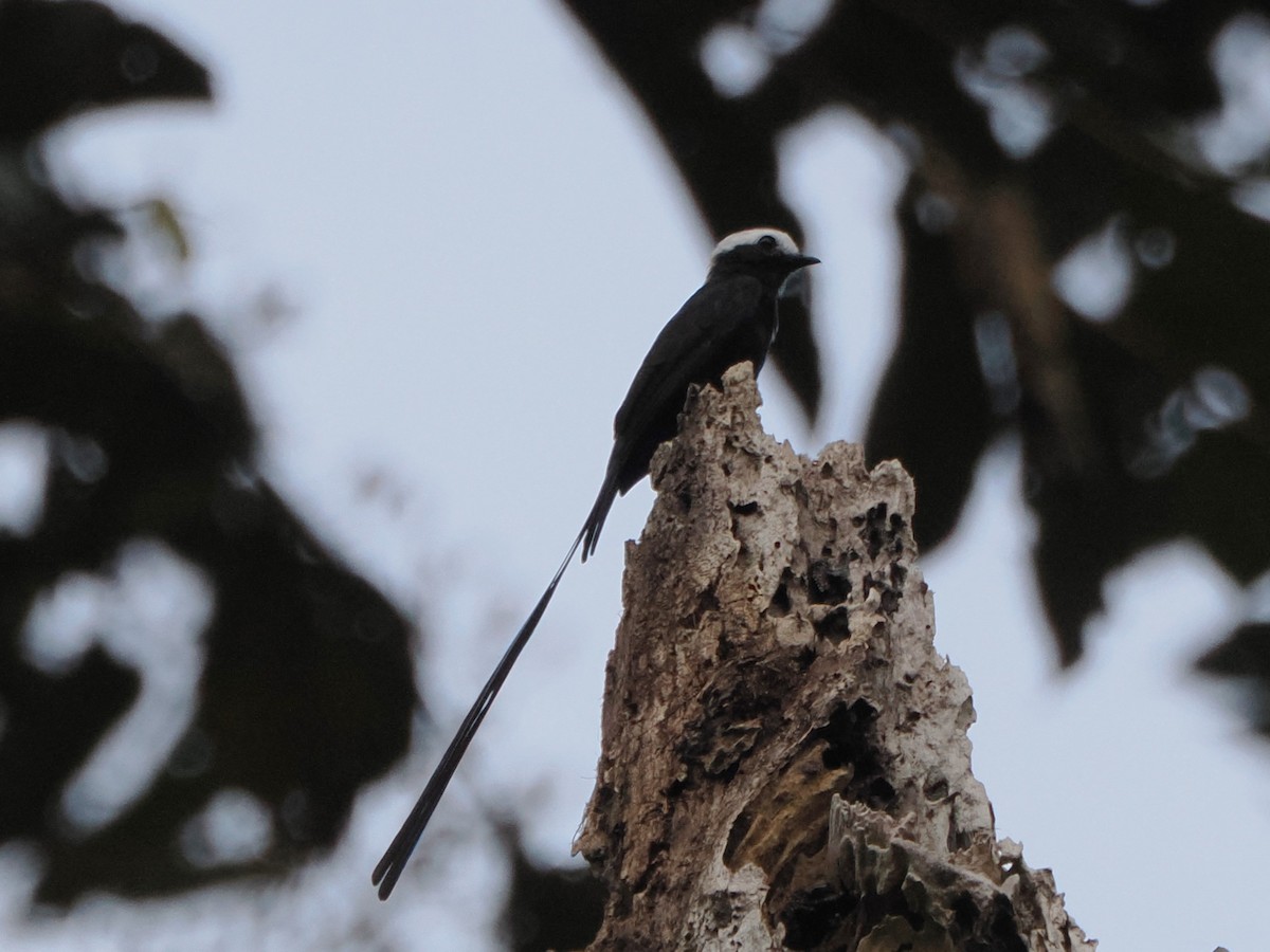 Long-tailed Tyrant - ML616005298