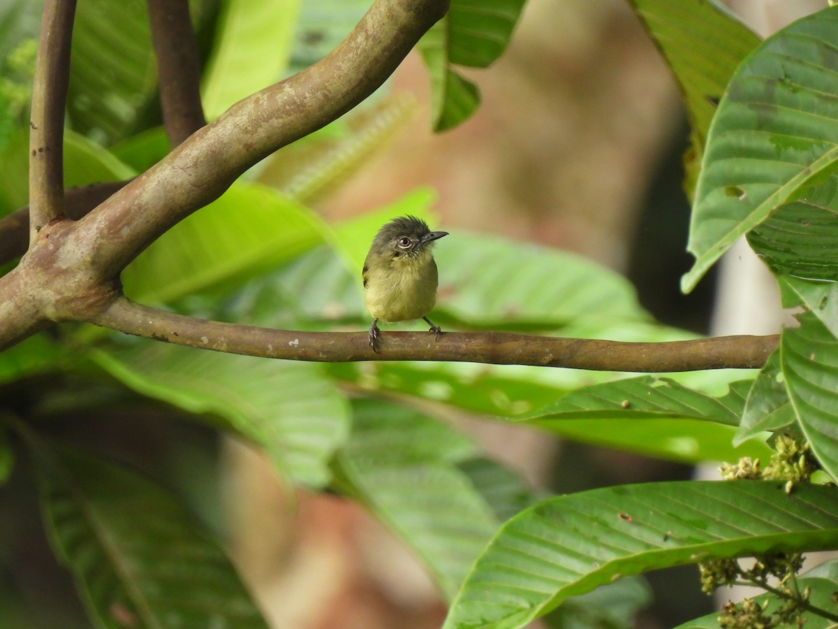 Gray-crowned Flatbill - Luis Alberto Salagaje Muela