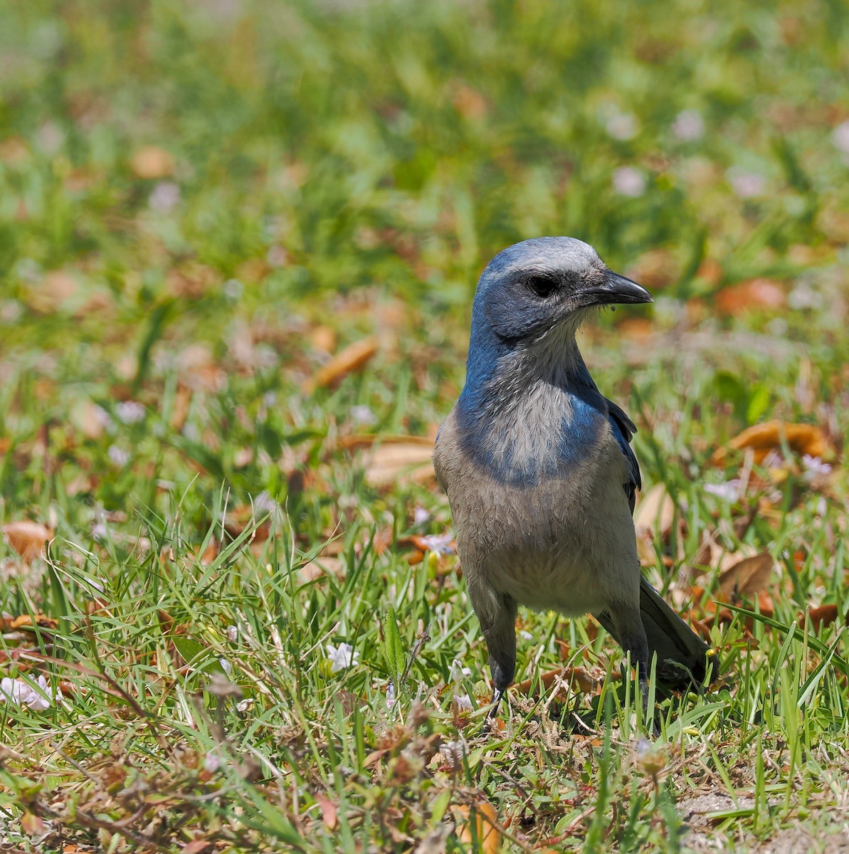 Florida Scrub-Jay - ML616005415