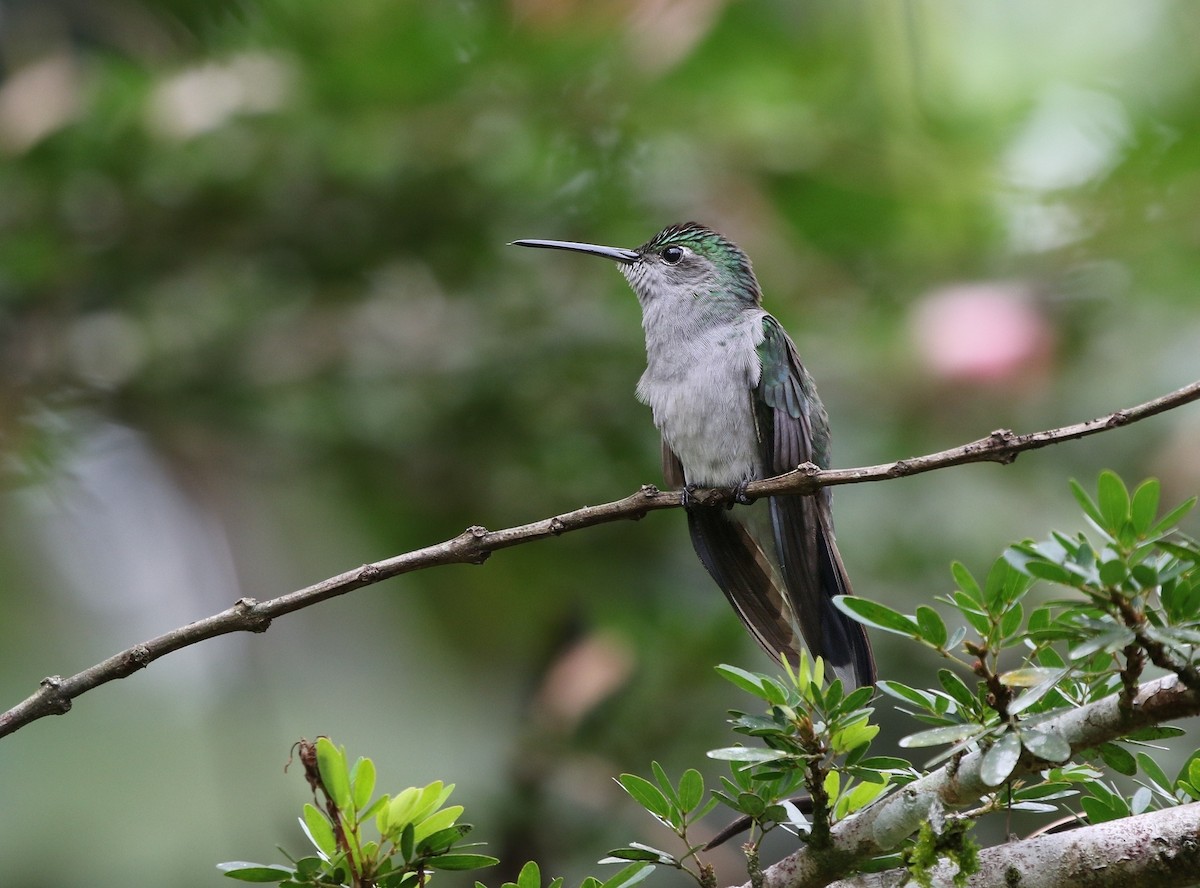 Gray-breasted Sabrewing (obscurus) - ML616005433