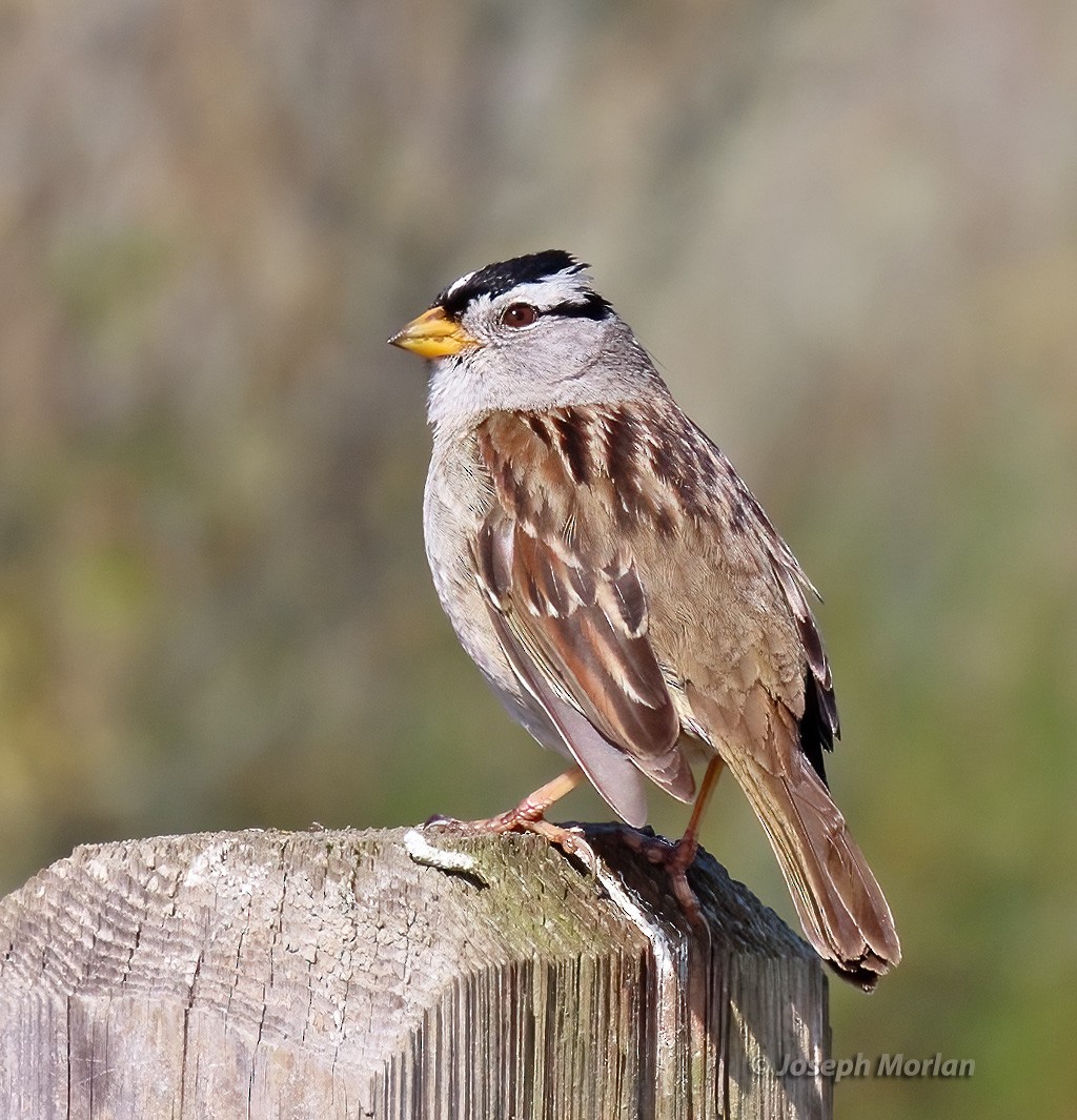 White-crowned Sparrow (Yellow-billed) - Joseph Morlan