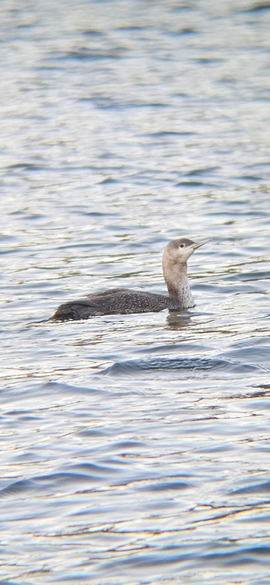 Red-throated Loon - ML616005497