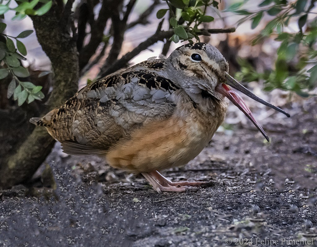 American Woodcock - ML616005603