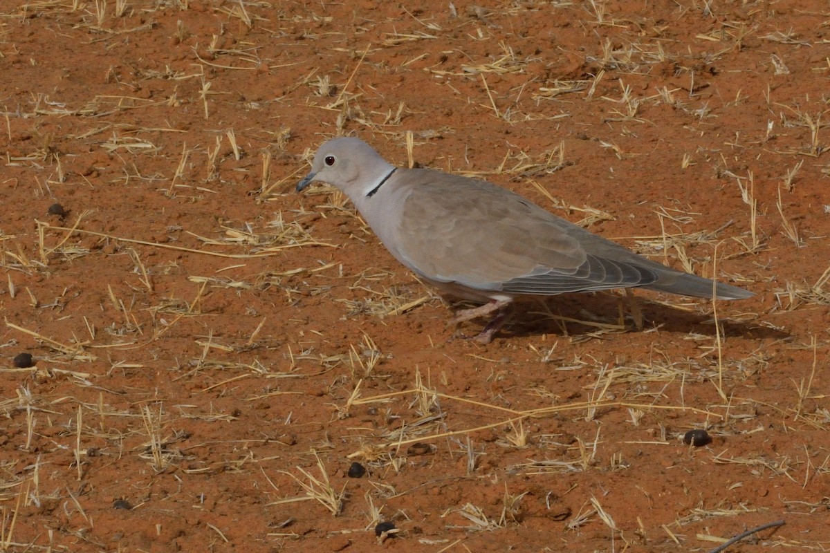 African Collared-Dove - ML616005606