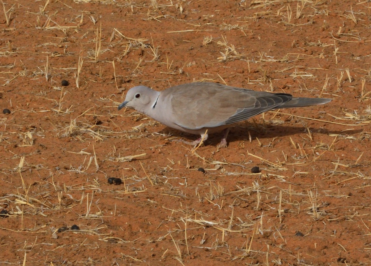African Collared-Dove - ML616005607