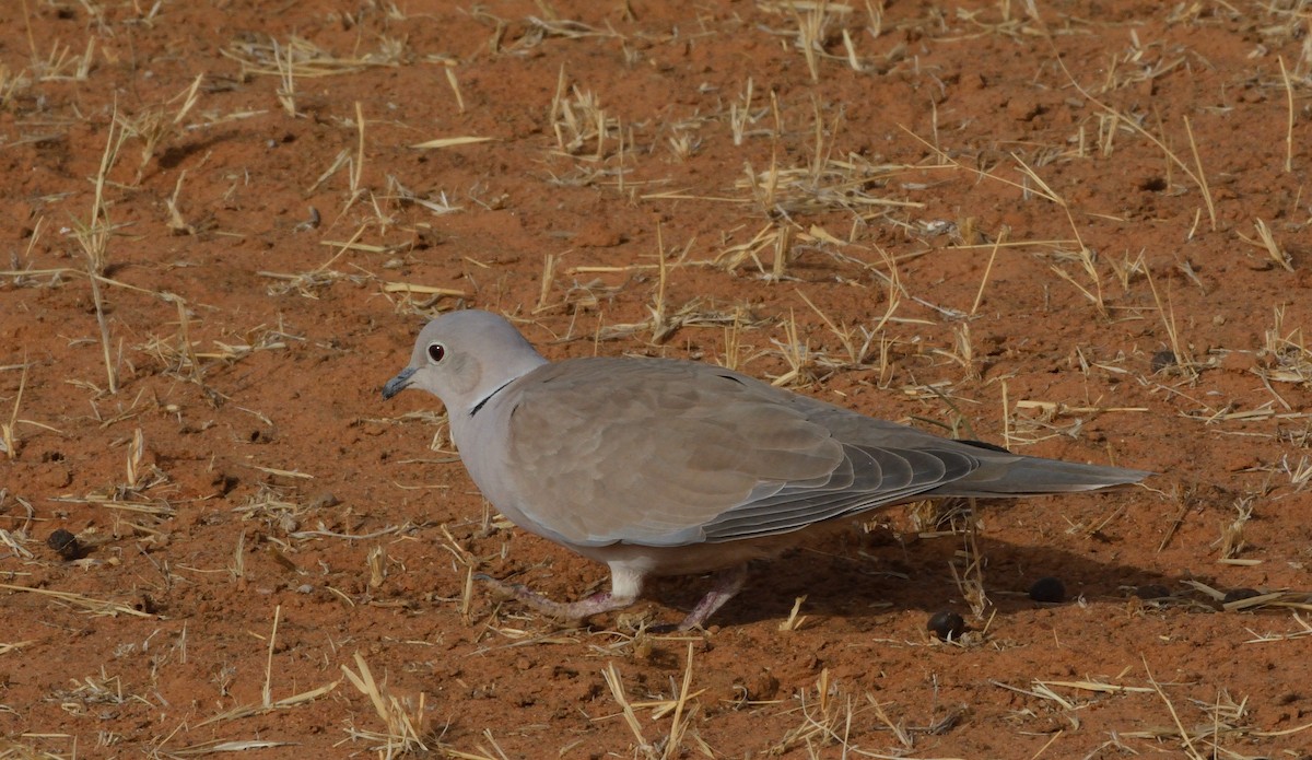 African Collared-Dove - ML616005608