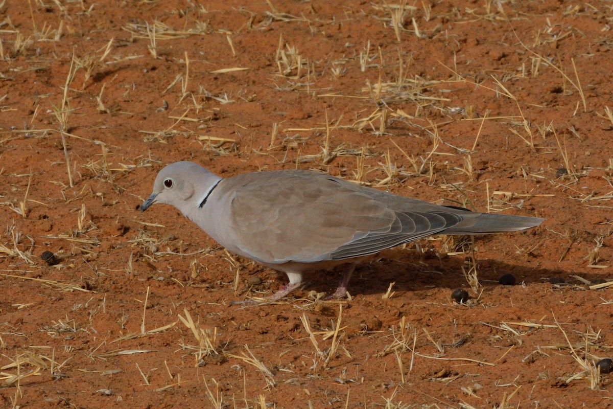 African Collared-Dove - ML616005609