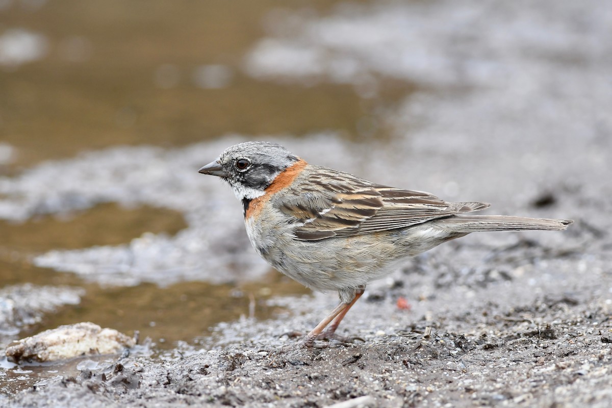 Rufous-collared Sparrow - ML616005631
