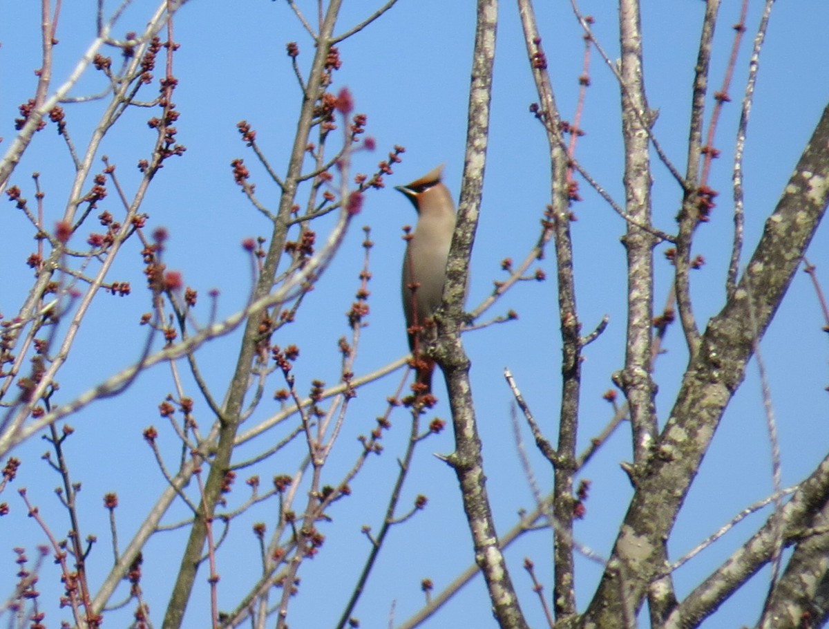 Bohemian Waxwing - Amanda Kallenbach