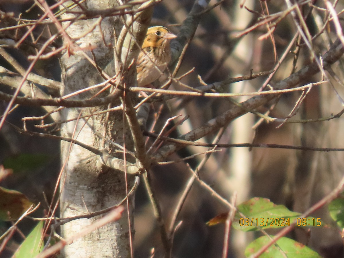 Henslow's Sparrow - ML616005687