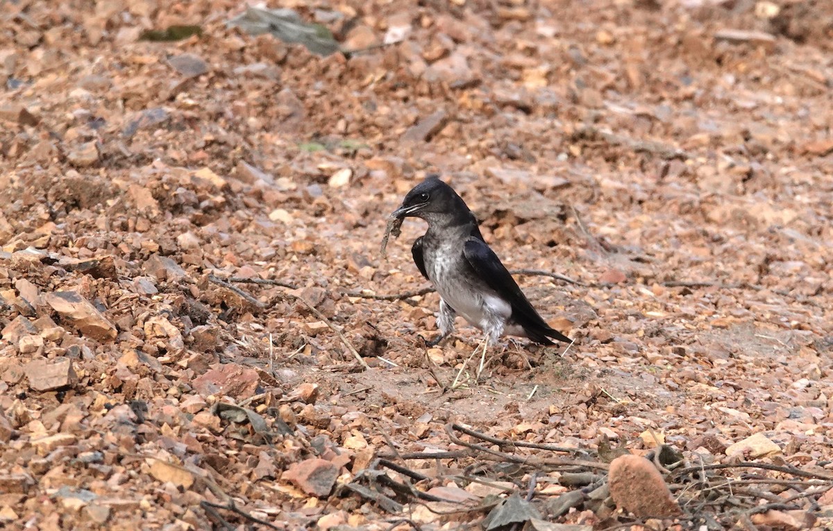 Gray-breasted Martin - ML616005689