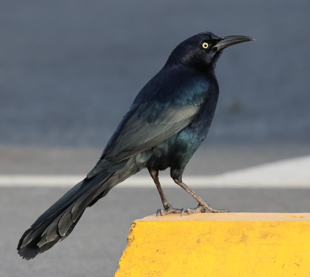 Great-tailed Grackle - ML616005702