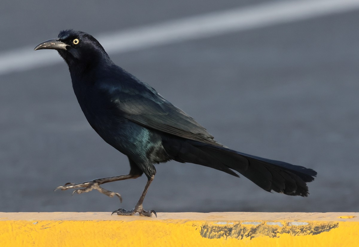 Great-tailed Grackle - ML616005704