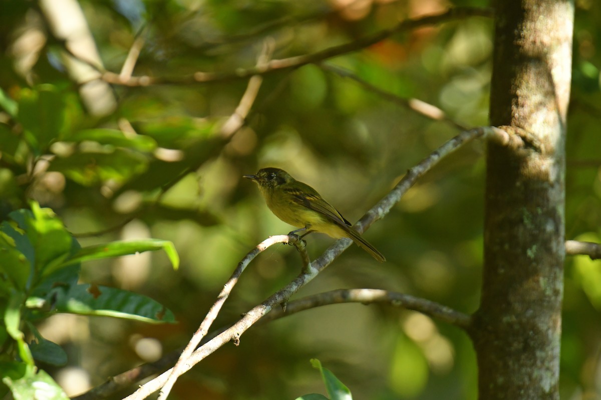 Sepia-capped Flycatcher - ML616005760