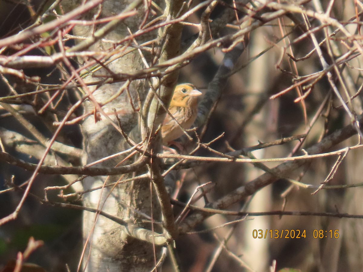 Henslow's Sparrow - ML616005764