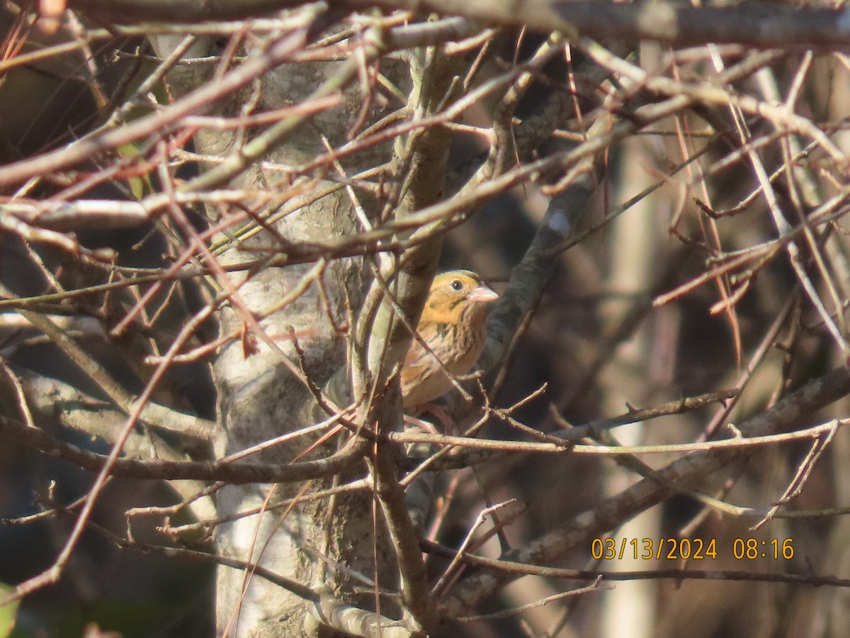 Henslow's Sparrow - ML616005782