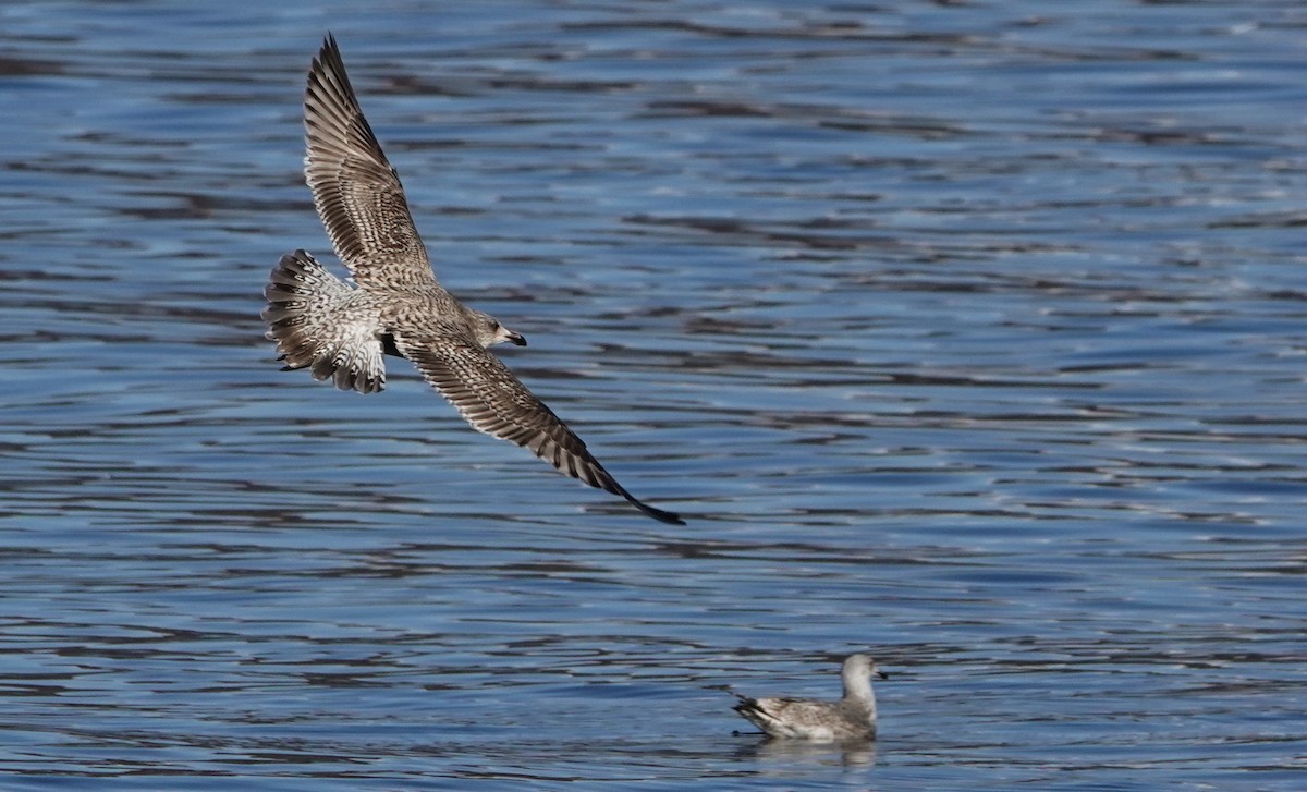 Gaviota Argéntea - ML616005793