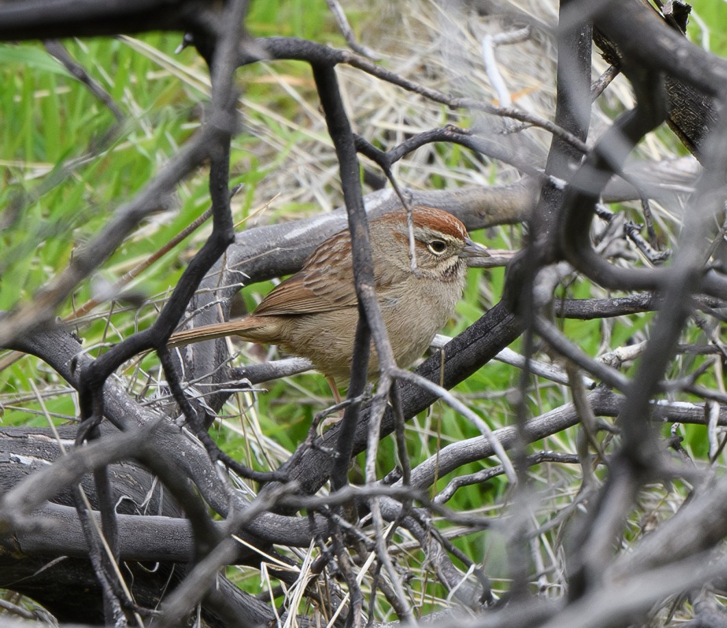 Rufous-crowned Sparrow - ML616005798