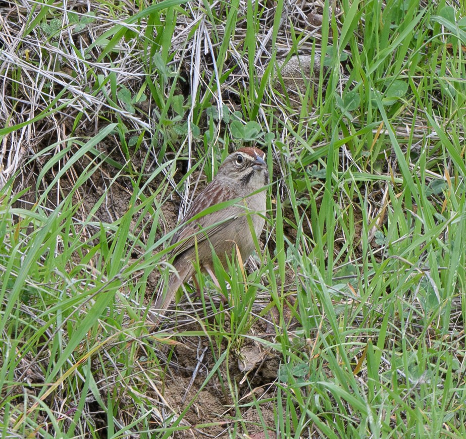 Rufous-crowned Sparrow - ML616005799