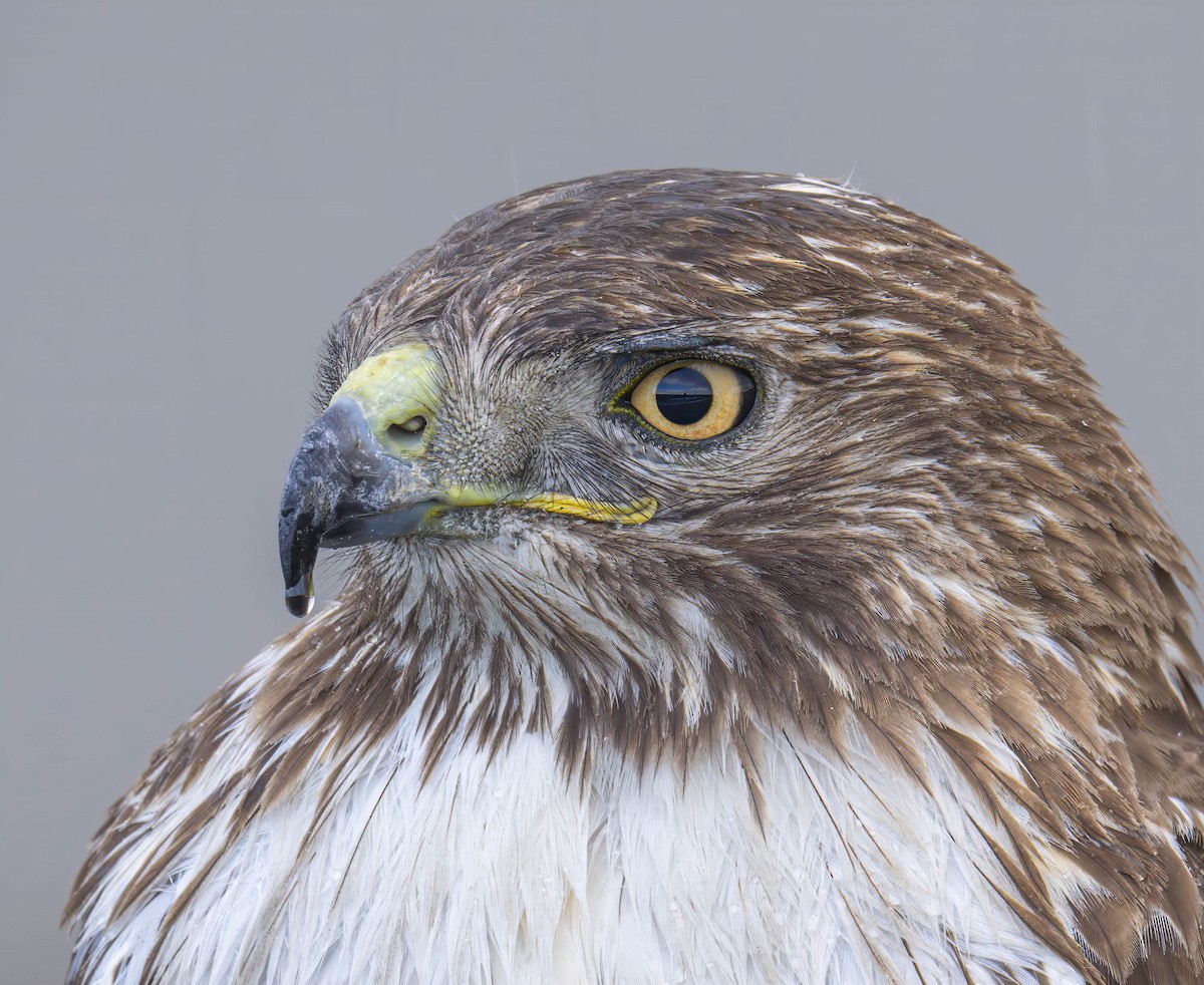 Red-tailed Hawk - ML616005827