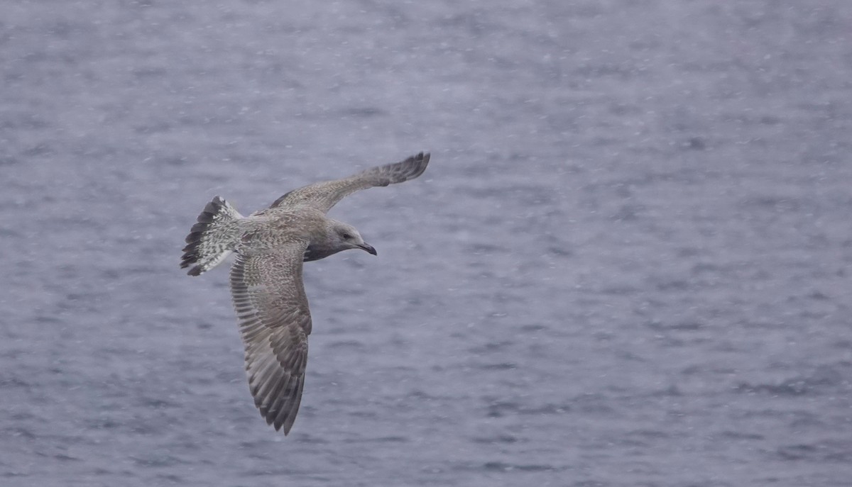 Herring Gull - Stanislas Wroza