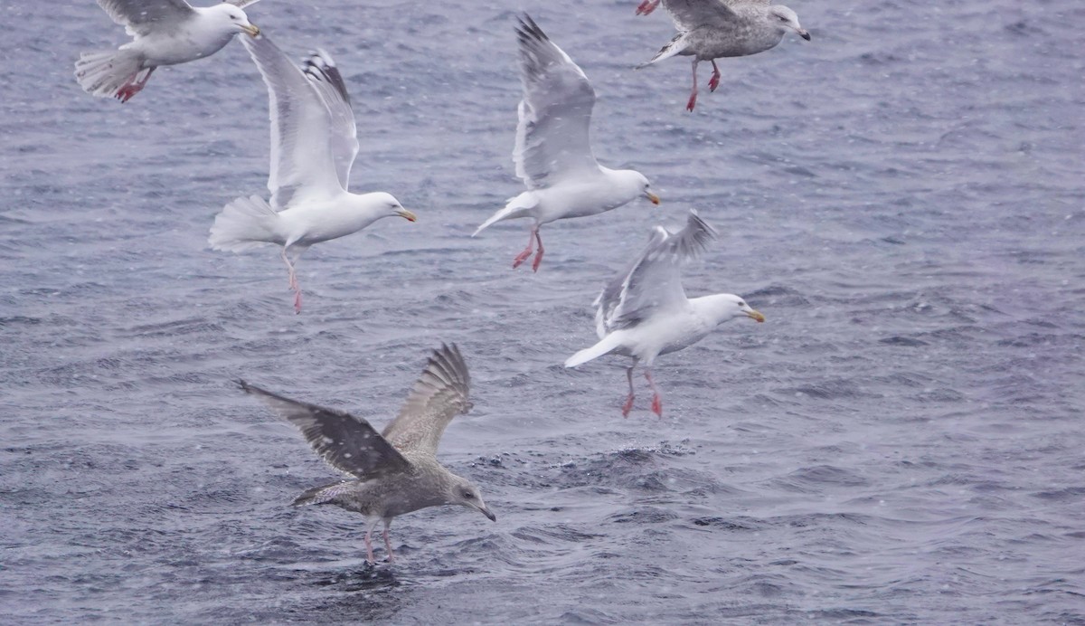 Herring Gull - ML616005866