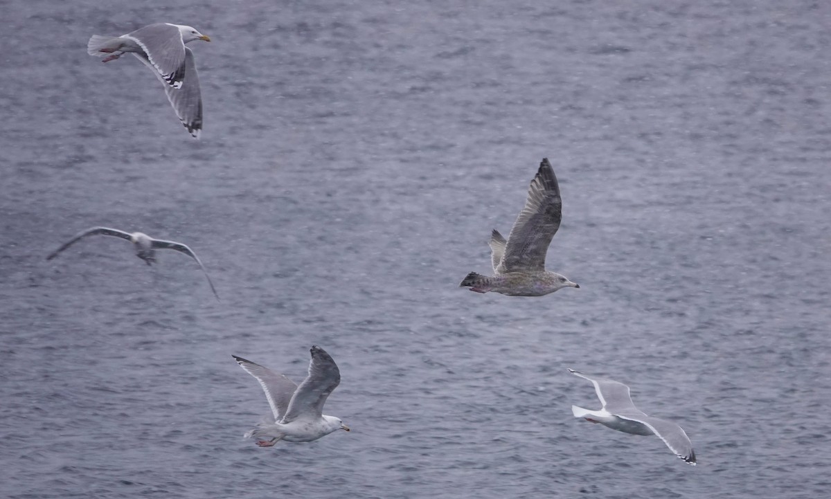 Herring Gull - ML616005867