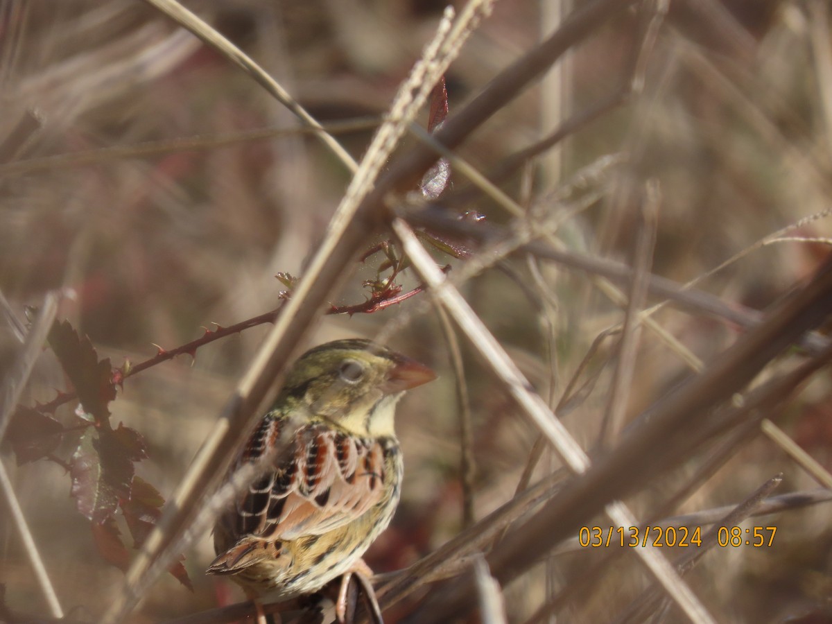 Henslow's Sparrow - ML616005877