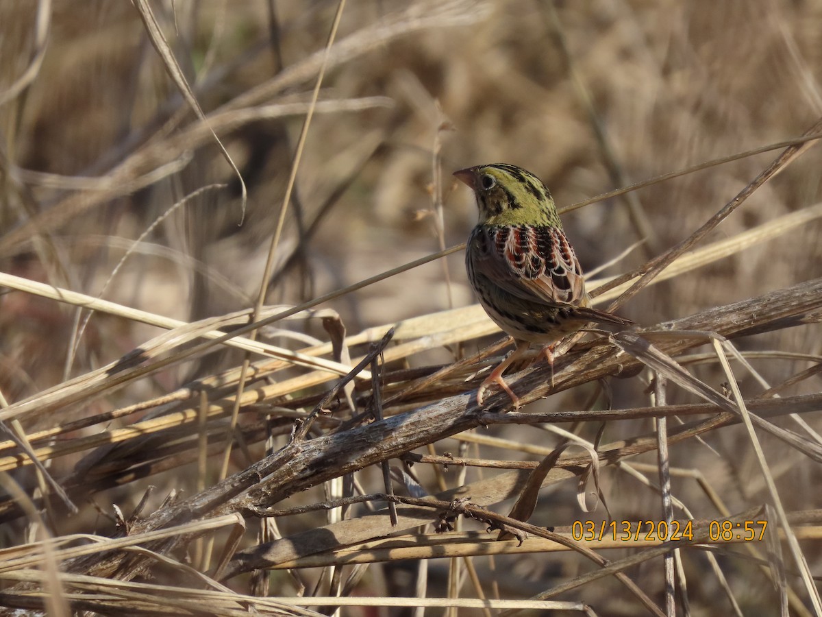 Henslow's Sparrow - Elizabeth Anderegg