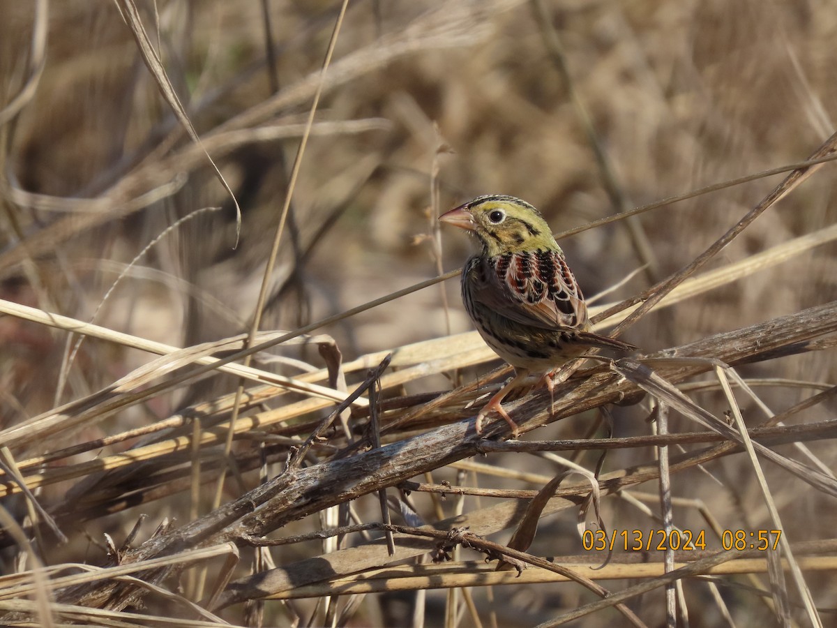 Henslow's Sparrow - ML616005989