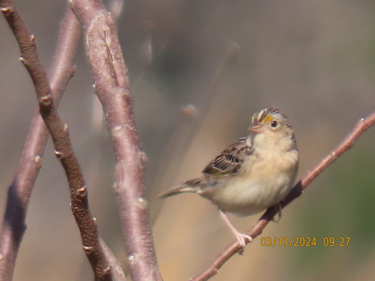 Grasshopper Sparrow - ML616006032