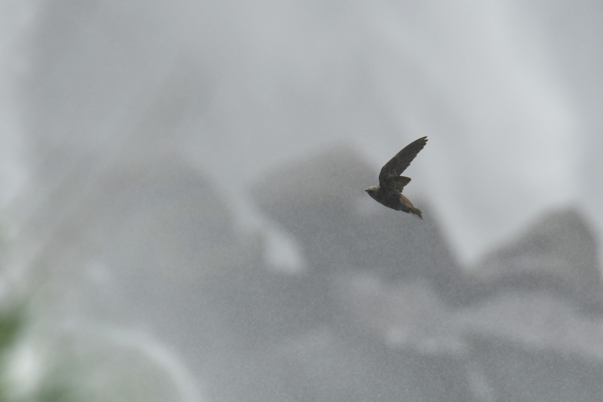 White-rumped Swallow - Antoine Rabussier