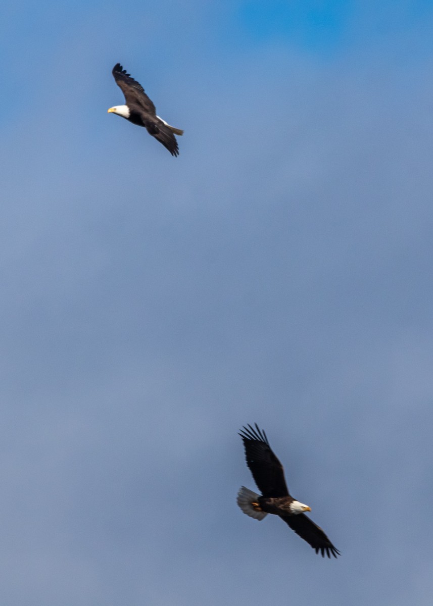 Bald Eagle - ML616006053