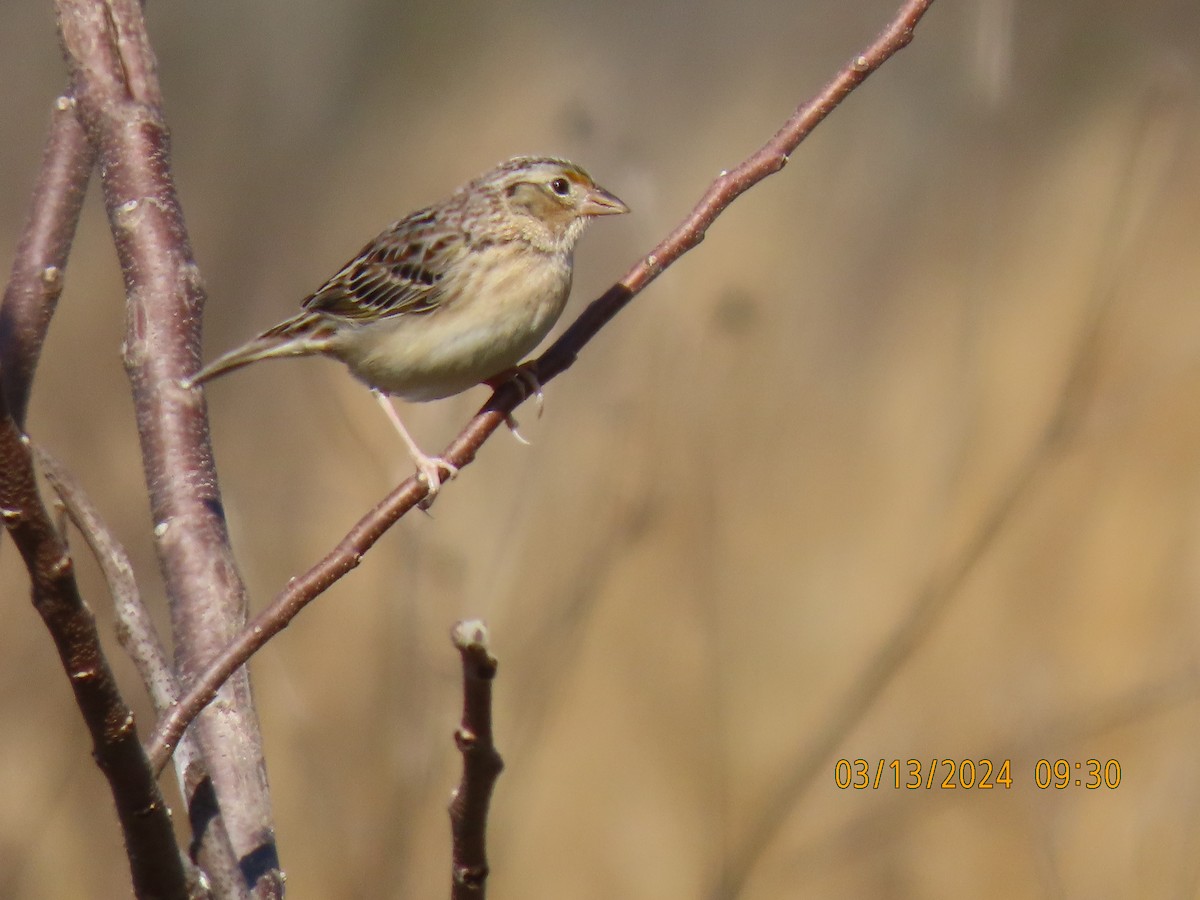 Grasshopper Sparrow - ML616006055