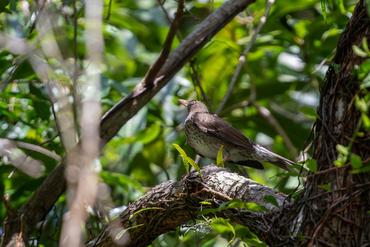 Pearly-eyed Thrasher - ML616006066