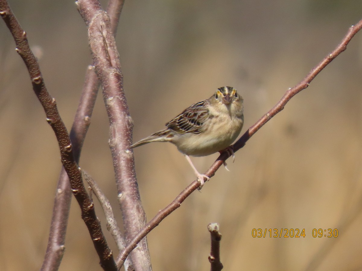 Grasshopper Sparrow - ML616006070