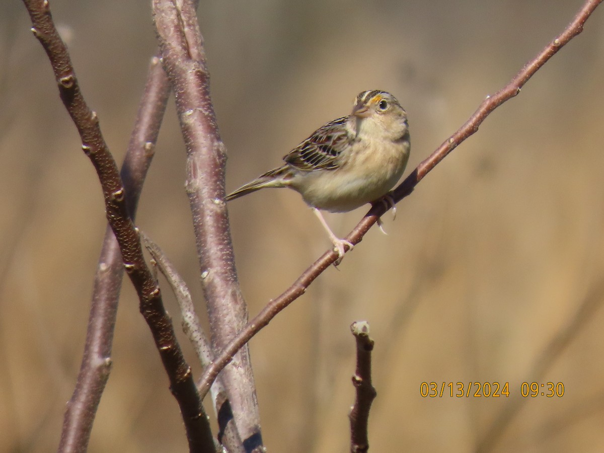 Grasshopper Sparrow - ML616006076