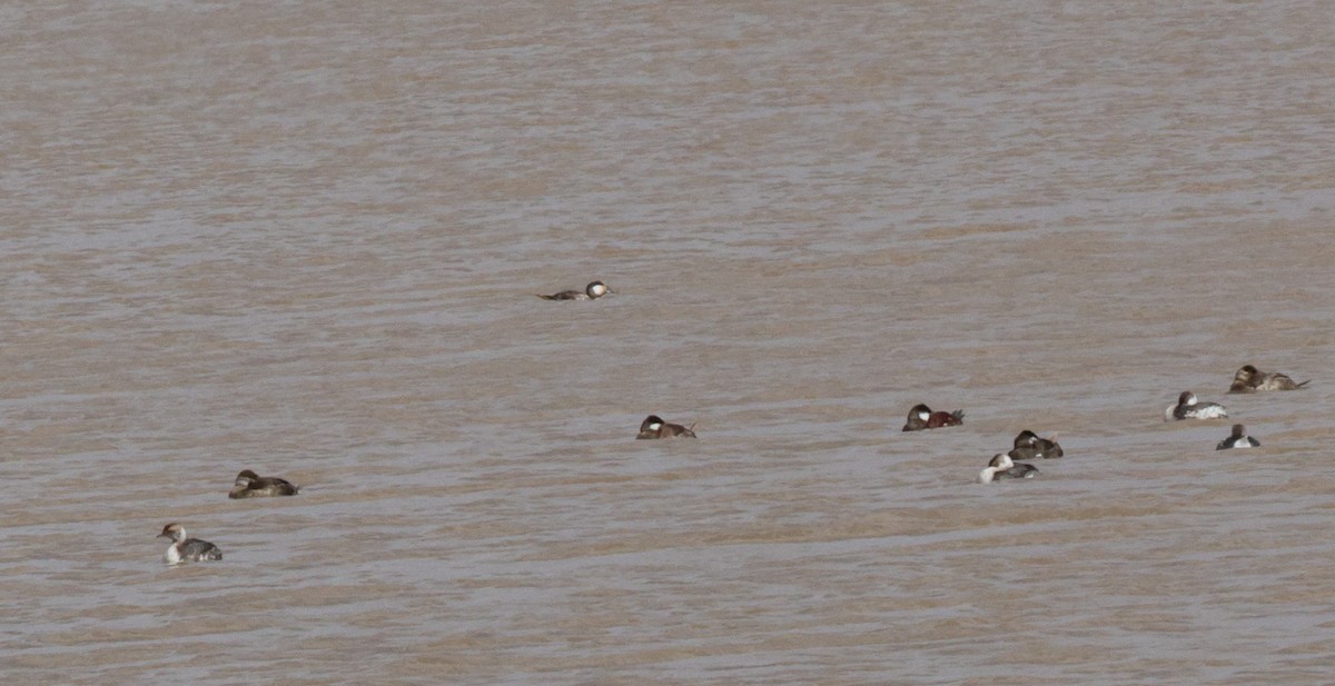 Horned Grebe - ML616006085