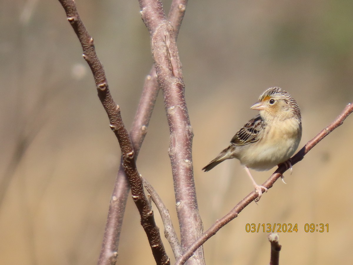 Grasshopper Sparrow - ML616006089