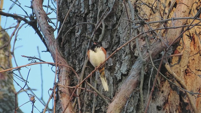 Eastern Towhee - ML616006091