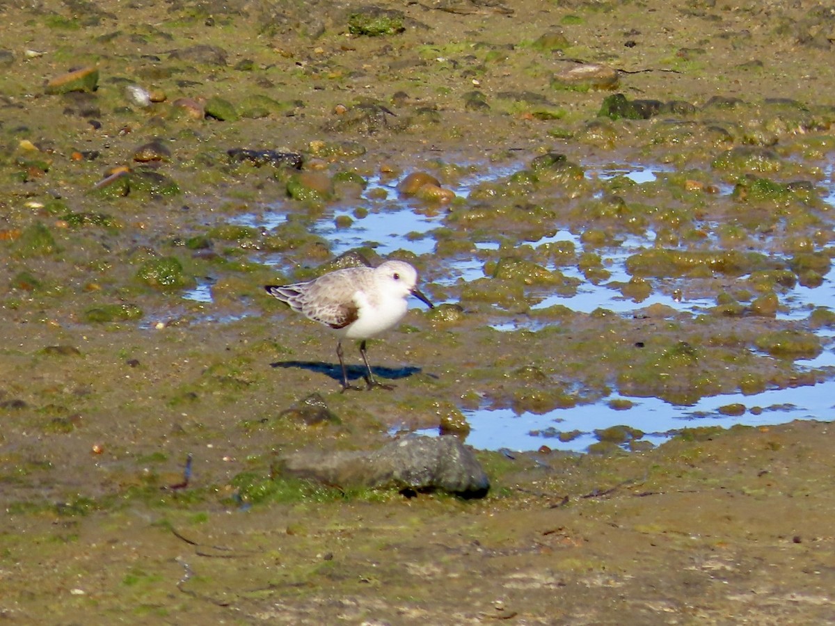 Bécasseau sanderling - ML616006101