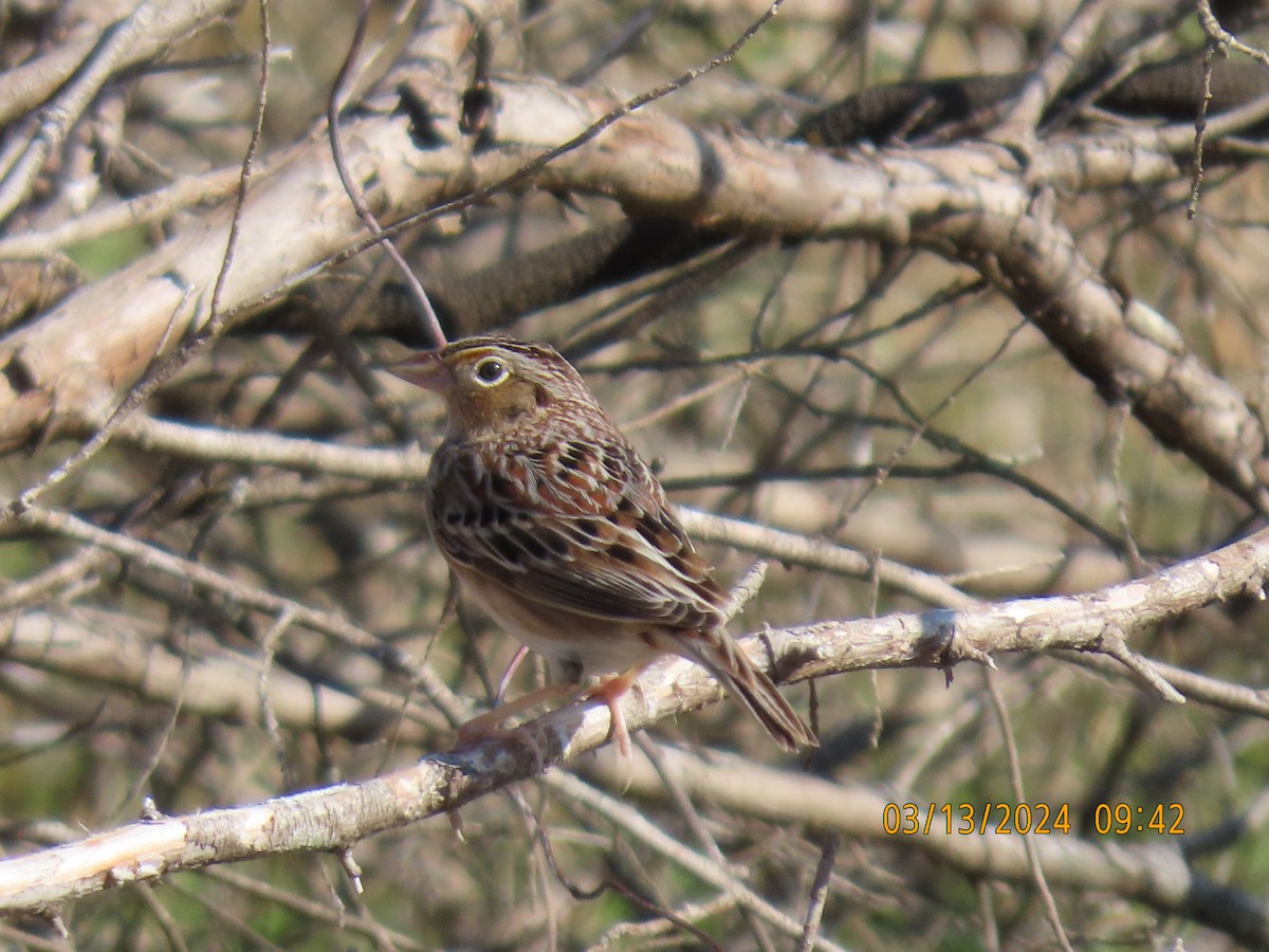 Grasshopper Sparrow - ML616006104