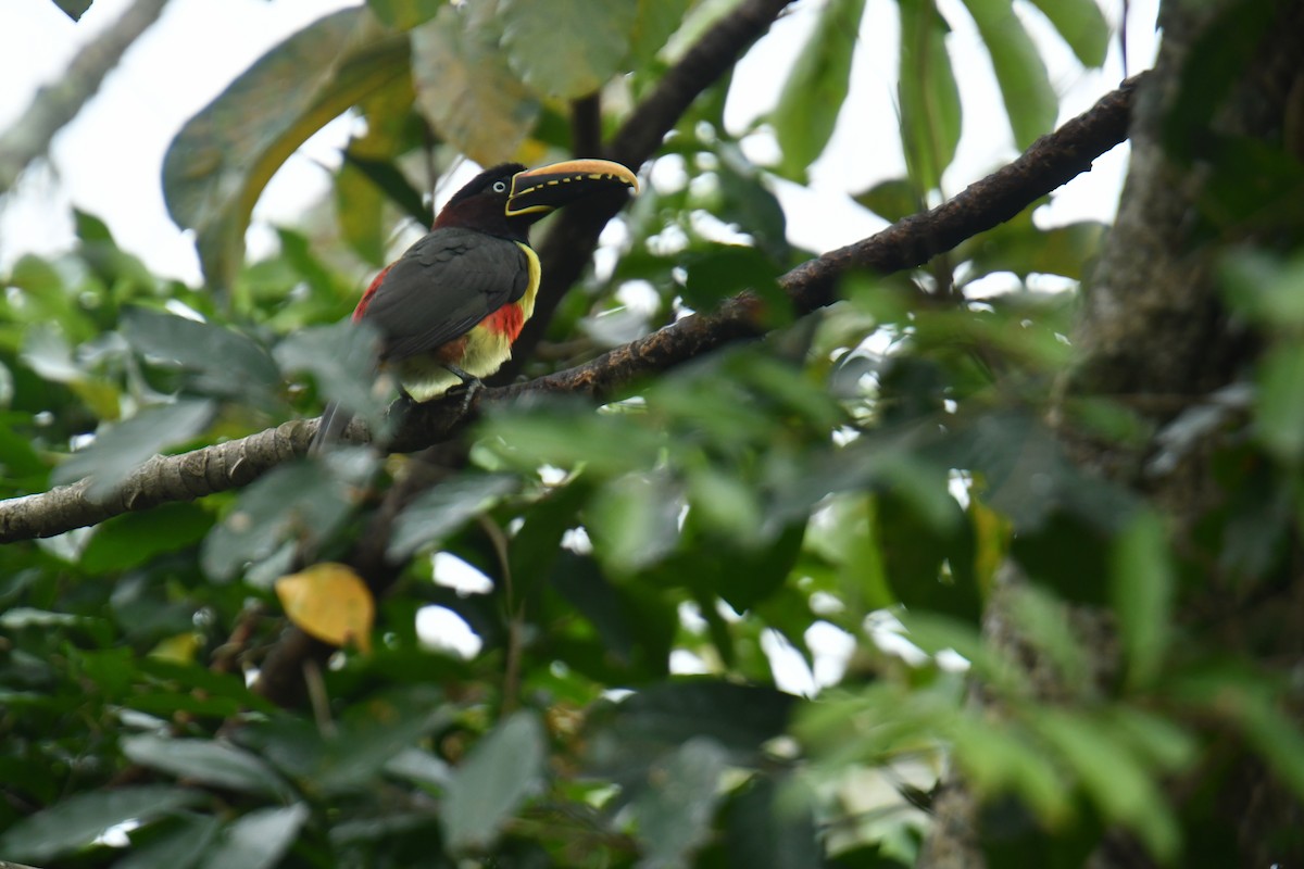 Chestnut-eared Aracari - Antoine Rabussier