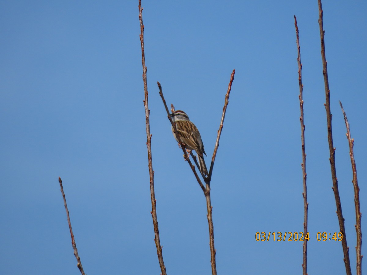 Chipping Sparrow - ML616006148