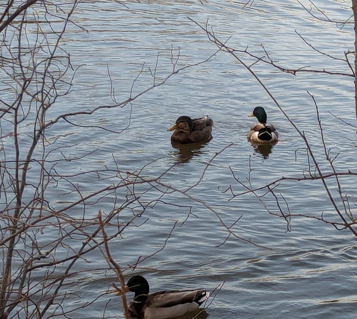Mallard x American Black Duck (hybrid) - ML616006178