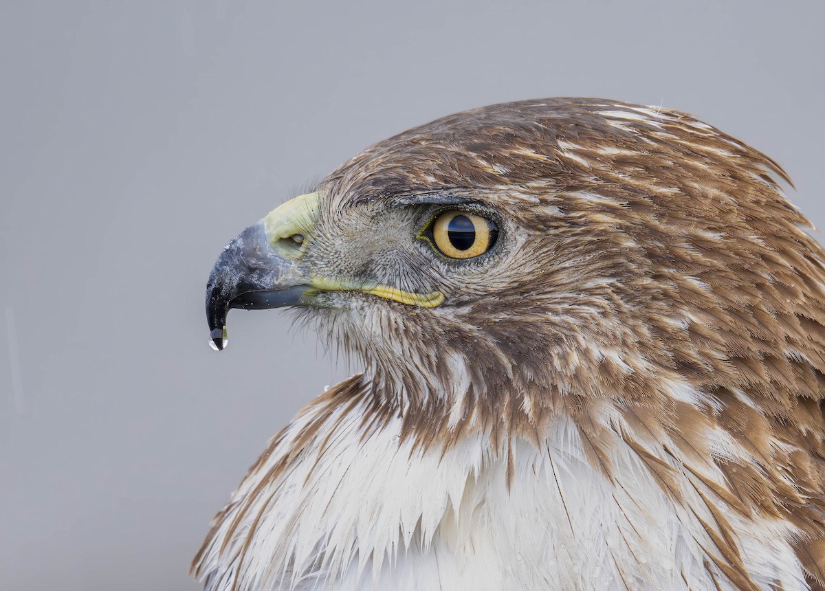 Red-tailed Hawk - ML616006221
